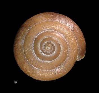 Media type: image;   Malacology 221839 Aspect: apical